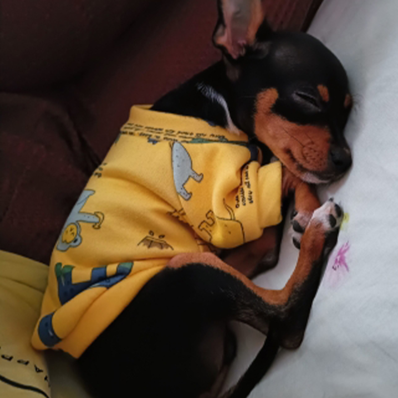 Xs Dog Clothes for Small Dogs  - Winter Clothing For Toddlers review and price